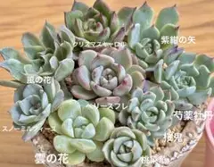 引*。様 ❁おらいさん苗　ミックスベリア 9種類セット②（カット、微根苗）のサムネイル