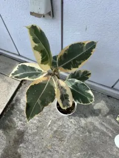 セール中！9020円→8580円】パキラ ねじり 8寸プラ鉢 2025年最新】