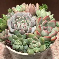 多肉植物　寄せ植えセット　カット苗