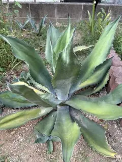 2025年最新】サルミアナフェロックス アガベの人気アイテム - メルカリ