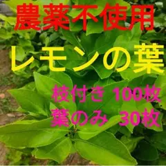 어린 레몬 잎
