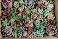 451 多肉植物カット苗セット　寄せ植えに♪