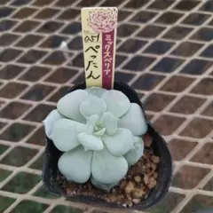 ❤️確認用❤️ミックスベリア❤️ブルーベリームーン❤️抜き苗♪✨メルカリ便✨札なし 多肉植物 ミックスベリア おらいさん苗 ブルーベリームーン 札