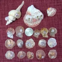 フジツボ付き　ダテスズカケボラ　ナデシコ貝　ナミガワシワ　貝殻No.344