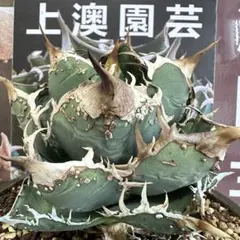 アガベ チタノタ「白鯨」特選大株 極上美株 厚葉鋸歯強烈 コレクション