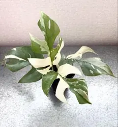 2025年最新】パラゴン モンステラの人気アイテム - メルカリ