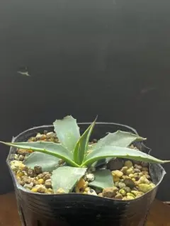 2026年最新】アガベ モンタナの人気アイテム - メルカリ