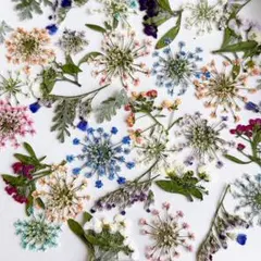 【残りわずか】押し花ミックスセット