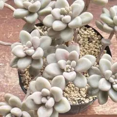 多肉植物【だるま秋麗】特大抜き苗