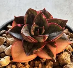 か*ず様 n169 新入荷　麒麟座錦　エケベリア　多肉植物　撮影1月26日