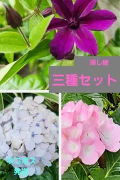 クレマチス　紫陽花　挿し穂 三種セットのサムネイル