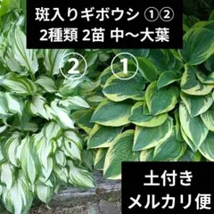 斑入り ギボウシ ①② 2種類 2 苗 中〜大葉 ホスタ メルカリ便 日陰のサムネイル