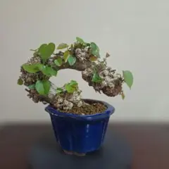 樹高16㎝ 激古‼︎十月桜 小品 盆栽 真柏 黒松 五葉松 赤松 梅 楓 薔薇
