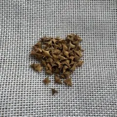 2025年最新】ボスウェリア ネグレクタの人気アイテム - メルカリ