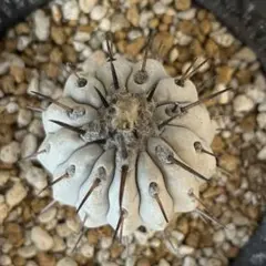 2025年最新】コピアポア シネレアの人気アイテム - メルカリ