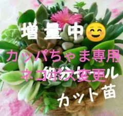 カッパちゃま専用　ネコポス変更　多肉植物おまかせカット苗