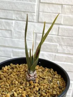 2026年最新】Dracaena Cinnabariの人気アイテム - メルカリ