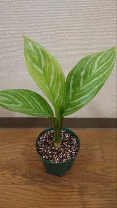 アグラオネマカーティシーAgleonema Curtisii 2503 現品お届け】アグラオネマ ニティドゥム カーティシー Aglaonema