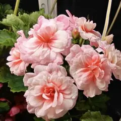 セール珍しいゼラニウム開花大苗 - メルカリ