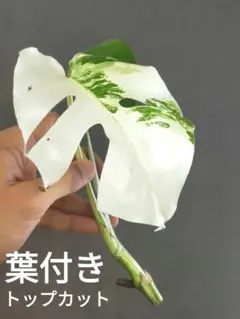 2026年最新】モンステラ斑入り 茎ホワイトタイガーの人気アイテム