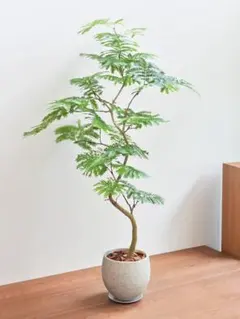 K！エバーフレッシュ　種　140粒　新鮮 エバーフレッシュ 種 10粒の通販 by pLa.｜ラクマ