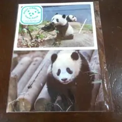 2026年最新】シャンシャン クリアファイルの人気アイテム - メルカリ