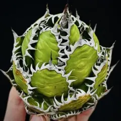 2026年最新】アガベ ホリダ 黄中斑の人気アイテム - メルカリ