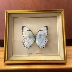 SANCTA APOLLONIA レリーフ 壁掛け インテリア 歯科施設向き - メルカリ