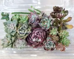 ⑥多肉植物ミニ苗詰め合わせセット