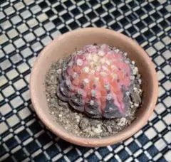 ギムノカリキウム 緋牡丹錦 多肉植物のサムネイル