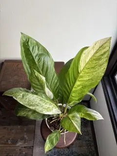 2026年最新】アンスリウム フーケリーの人気アイテム - メルカリ