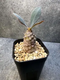 2026年最新】パキポディオイデスの人気アイテム - メルカリ