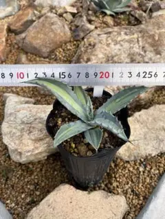 2025年最新】プロトアメリカーナの人気アイテム - メルカリ