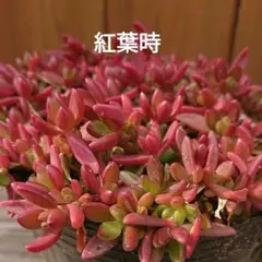 チャピー様 リクエスト 2点 まとめ商品