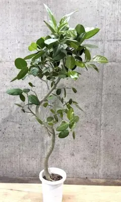 ♪ベンガルゴム♪8号直径約24㎝ 鉢底から葉先まで約160㎝ ♪ベンガルゴム 特上品♪8号直径約24㎝ 鉢底から葉先まで約152