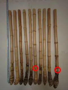 Item thumbnail for item aae3b500-e9a4-4dd5-b890-d023add9ad00