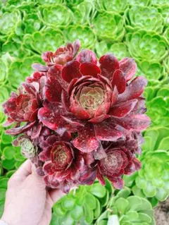 2026年最新】花火アエオニウムの人気アイテム - メルカリ