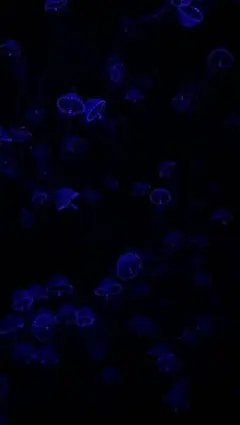 ハリネズミ様専用