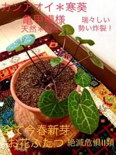 2025年最新】品種名：カンアオイ その他観葉植物の人気アイテム - メルカリ