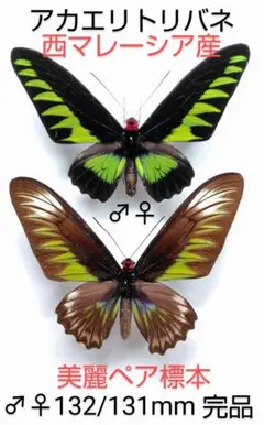 2025年最新】トリバネアゲハ 標本の人気アイテム - メルカリ