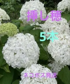 紫陽花 アナベル 挿し穂4本 ネコポス発送‼️ - メルカリ