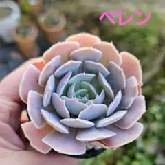 ふうりん様 リクエスト 2点 まとめ商品