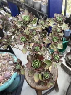 アエオニウム　ボルケリ 多肉植物 ボルケリ1 アエオニウム 傷汚れあり ポット発送 - メルカリ