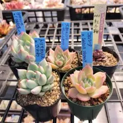 速達対応【とあまま様専用】おらいさん苗　特価5セット