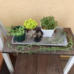 多肉植物 寄せ植え セット セダム