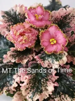 セントポーリア MT The Sands of Timeのサムネイル