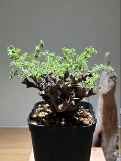 ペラルゴニウムアルテルナンス　塊根植物　コーデックス 大株 ペラルゴニウムアルテルナンス 塊根植物 コーデックス 大株