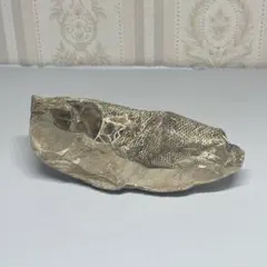 ヴィンクティフェル（Vinctifer）の化石　標本　白亜紀　古代魚 ヴィンクティフェル（Vinctifer）の化石 標本 白亜紀 古代魚 - メルカリ