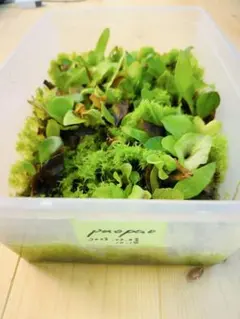 ユ*ノ様 大株出品　ヒリーパオパオ　胞子培養 2025年最新】ヒリーパオパオの人気アイテム - メルカリ