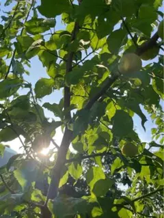 ラテ様　専用　さくらんぼ